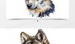 狼狗最新爆料图片大全,萌态可掬，瞬间吸粉无数