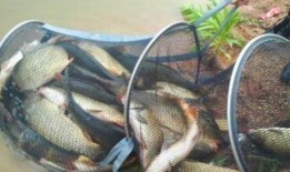 最新钓鱼爆料配方,独家爆料配方大公开！