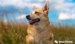 狼狗最新爆料图片大全,萌态可掬，瞬间吸粉无数